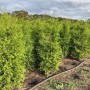 Reihe von grünen Thuja 'Brabant' Heckenpflanzen, 200-225 cm hoch.