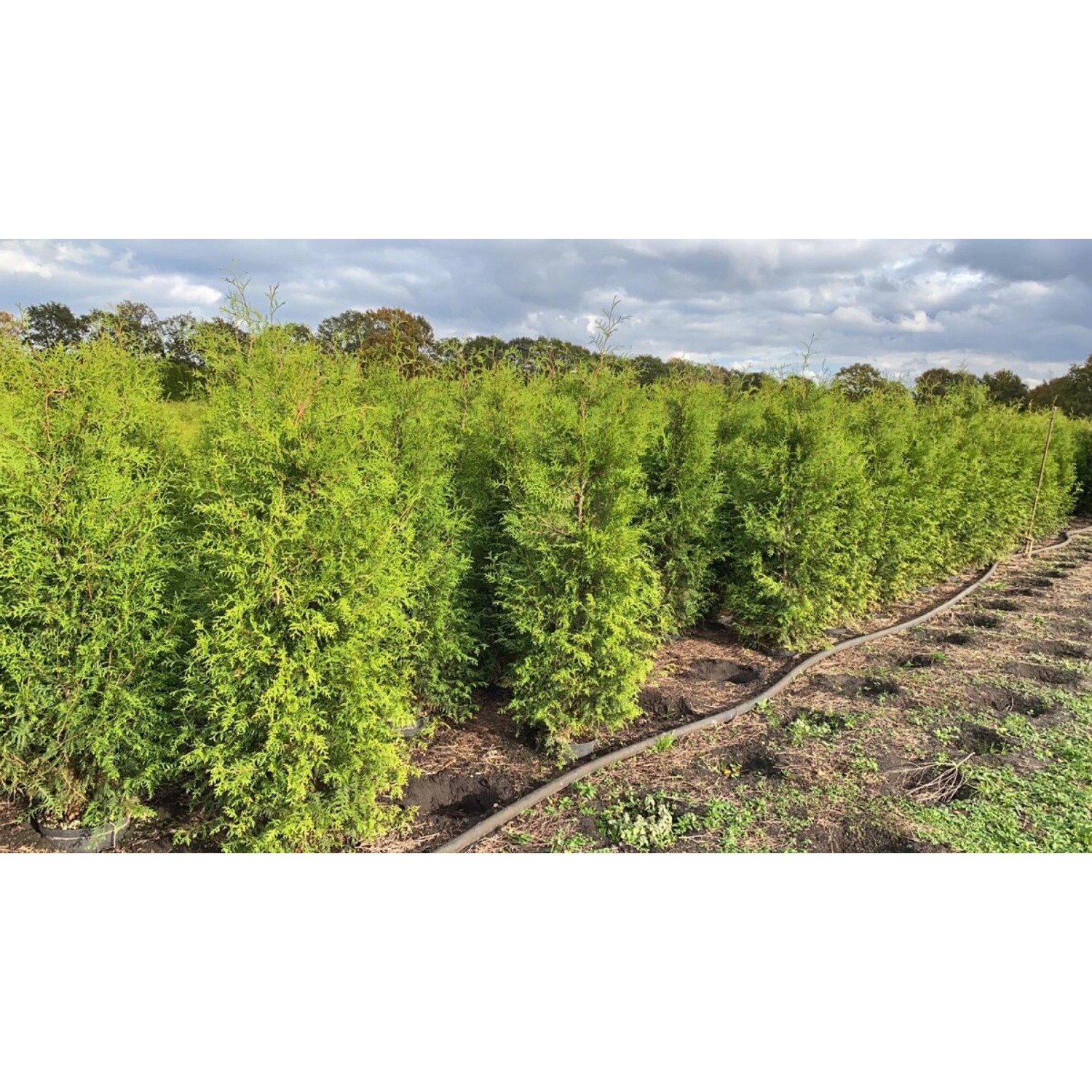 Thuja occidentalis 'Brabant' 200-225 cm günstig online kaufen