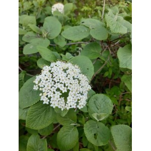 Baumfink Wolliger Schneeball als Topfpflanze 40-60cm