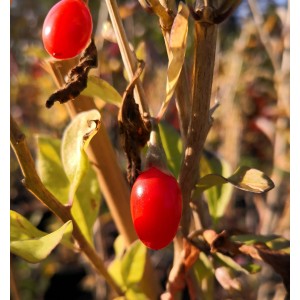Goji Beere Big Lifeberry (Lycium barbarum) mit roten Früchten am Strauch.