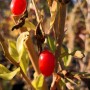 Goji Beere Big Lifeberry (Lycium barbarum) mit roten Früchten am Strauch.