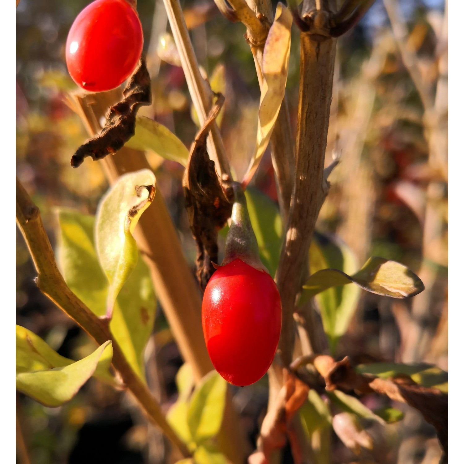 Goji Big Lifeberry 60 - 80 cm Lycium barbarum günstig online kaufen