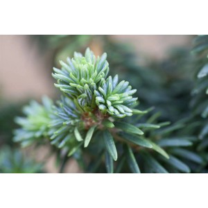 Nahaufnahme einer Abies Balsamea Piccolo Balsamtanne mit frischen, hellgrünen Trieben.