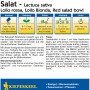 Kiepenkerl Schnittsalat Babyleaf-Salatwiese Saatband Packung mit Lollo Rossa, Bionda und Red Salad Bowl.