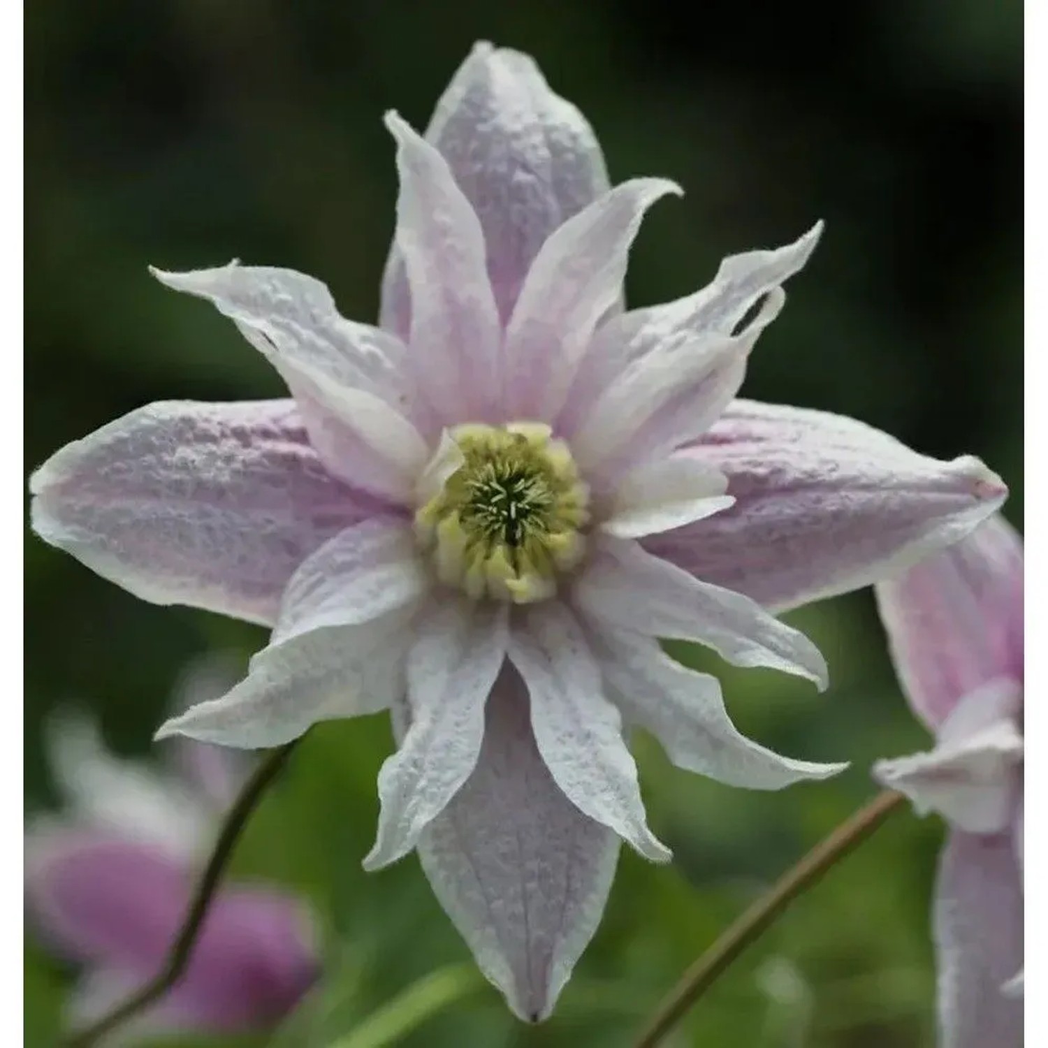 Frühe Alpen Waldrebe Rosy o Grady 60-80cm - Clematis macropetala