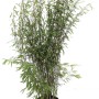 Bambusbörse Bambus Fargesia Nitida Black Pearl 7,5 Liter Höhe 80 - 100 cm