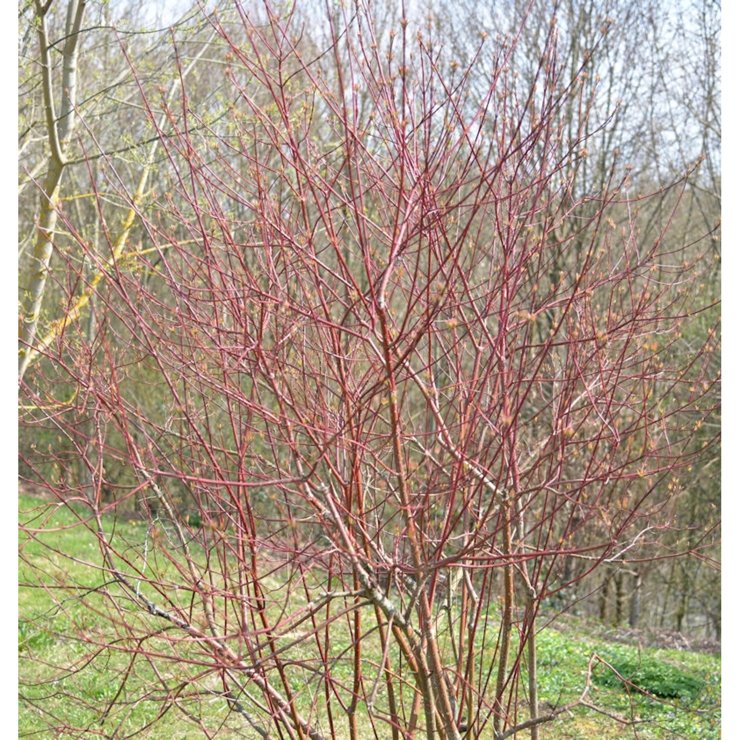 Hartriegel Miracle 40-60cm - Cornus alba günstig online kaufen