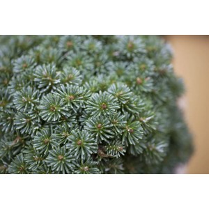 Nahaufnahme der kompakten, grünen Nadeln einer Abies Koreana Brillant Koreatanne.