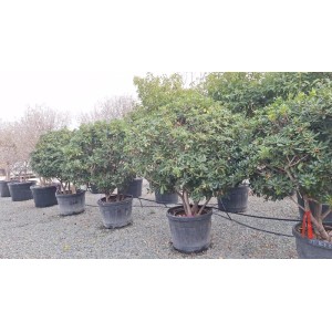 Sunny-Tree Australischer Lorbeer Pittosporum Tobira   Immergrüner Zierstrauch  Winterhart bis −10 °C  150 cm inkl. Topf