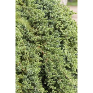 Detailaufnahme des blaugrünen Kriech-Wacholders Juniperus Conferta 'Blue Pacific', ideal als Bodendecker.