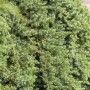 Detailaufnahme des blaugrünen Kriech-Wacholders Juniperus Conferta 'Blue Pacific', ideal als Bodendecker.