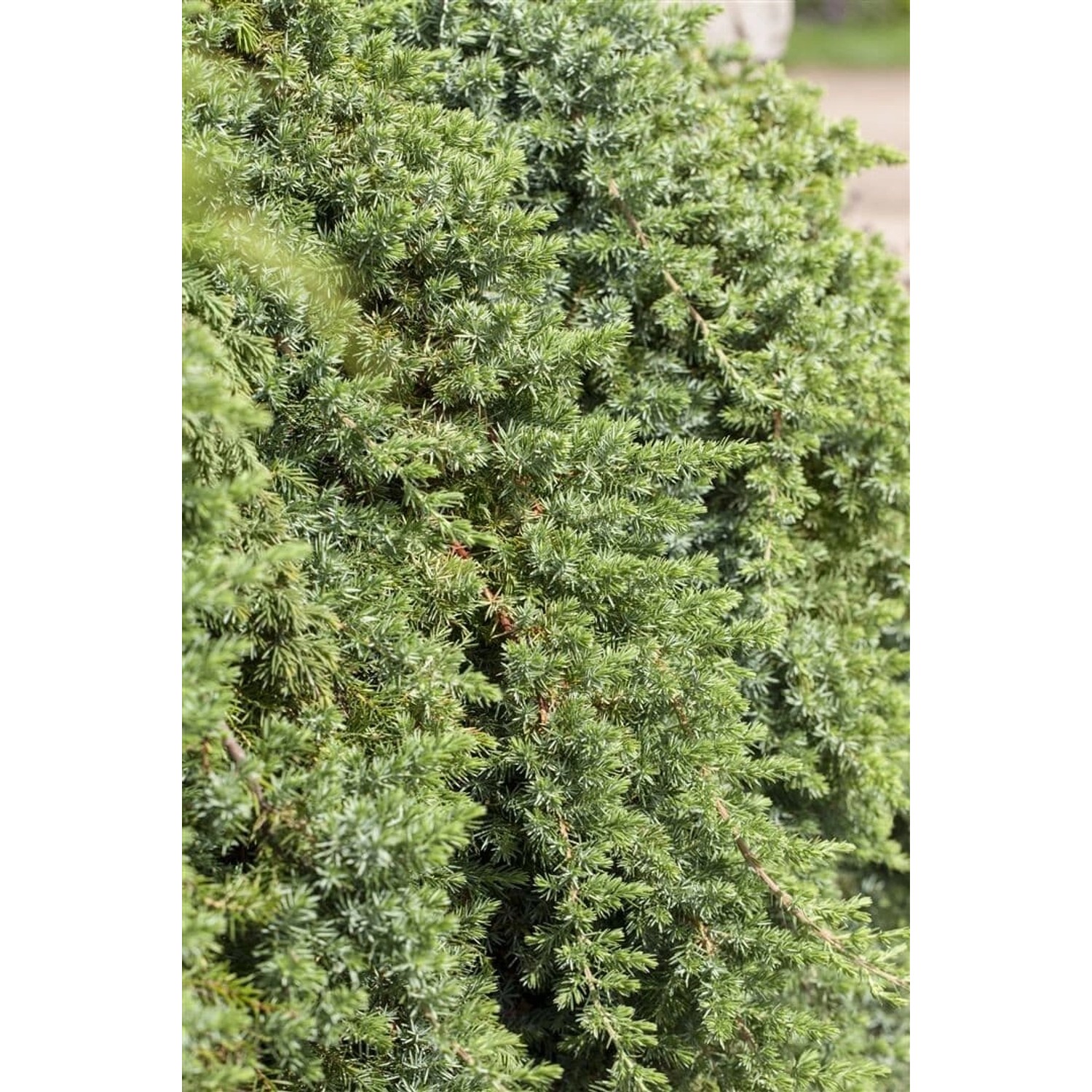 Juniperus Conferta Blue Pacific Kriech-Wacholder Blaugrün 25–30 cm günstig online kaufen