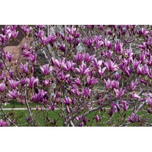 Magnolia 'Black Beauty' mit tiefroten Blüten, 60-80 cm hoch. Blühende Zimmerpflanze für Garten und Kübel.