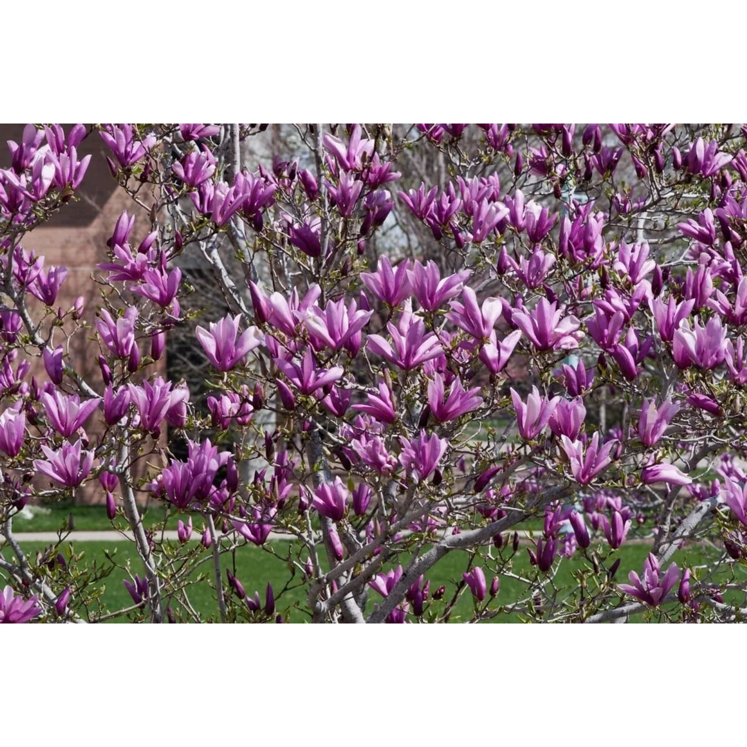 Magnolia 'Black Beauty' mit tiefroten Blüten, 60-80 cm hoch. Blühende Zimmerpflanze für Garten und Kübel.