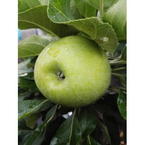 Zwergapfel Cactus® 70-90 cm Malus domestica
