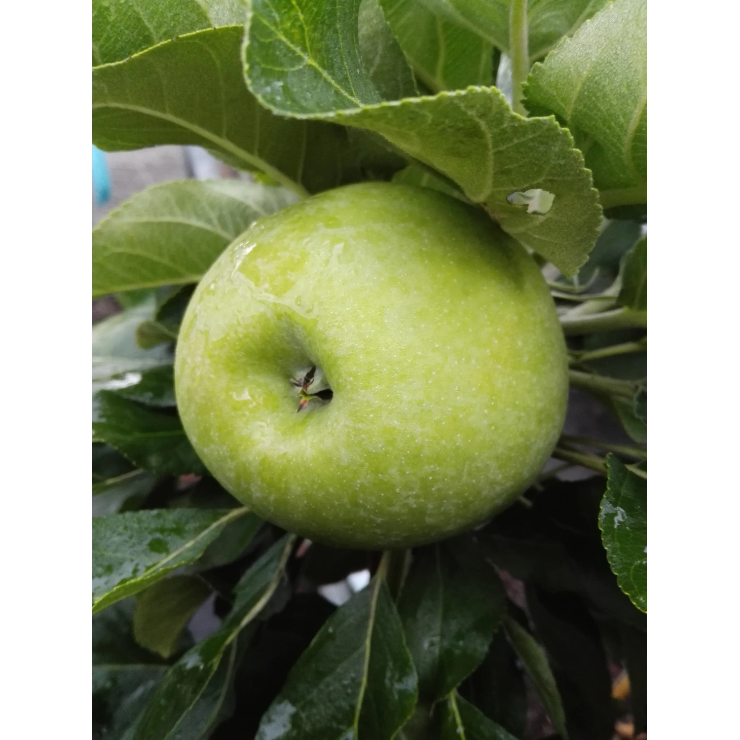 Zwergapfel Cactus® 70-90 cm Malus domestica