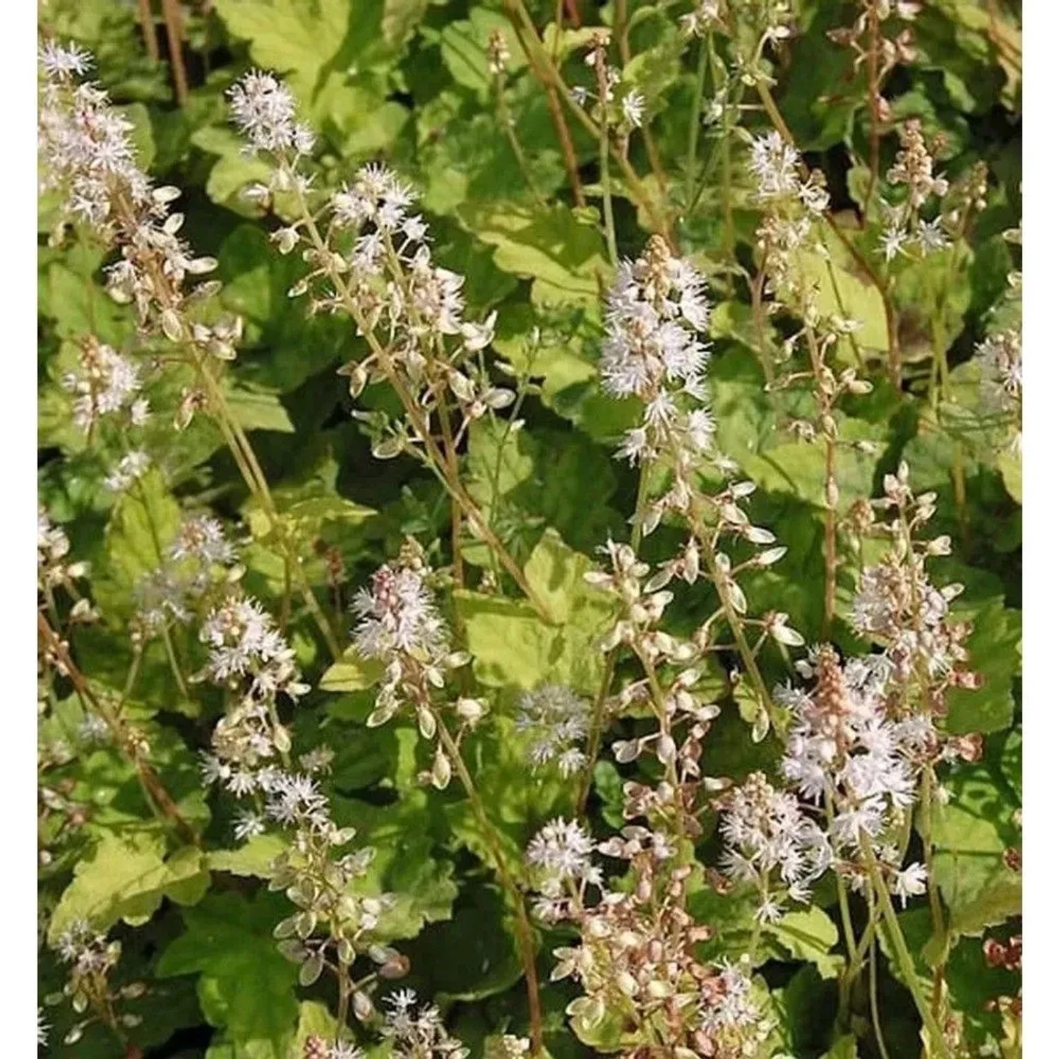 Amerikanische Schaumblüte - Tiarella wherryi