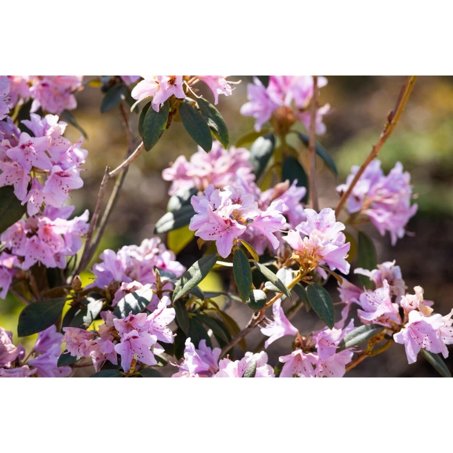Rhododendron Rubiginosum Rosa Blüten 40–50 cm günstig online kaufen
