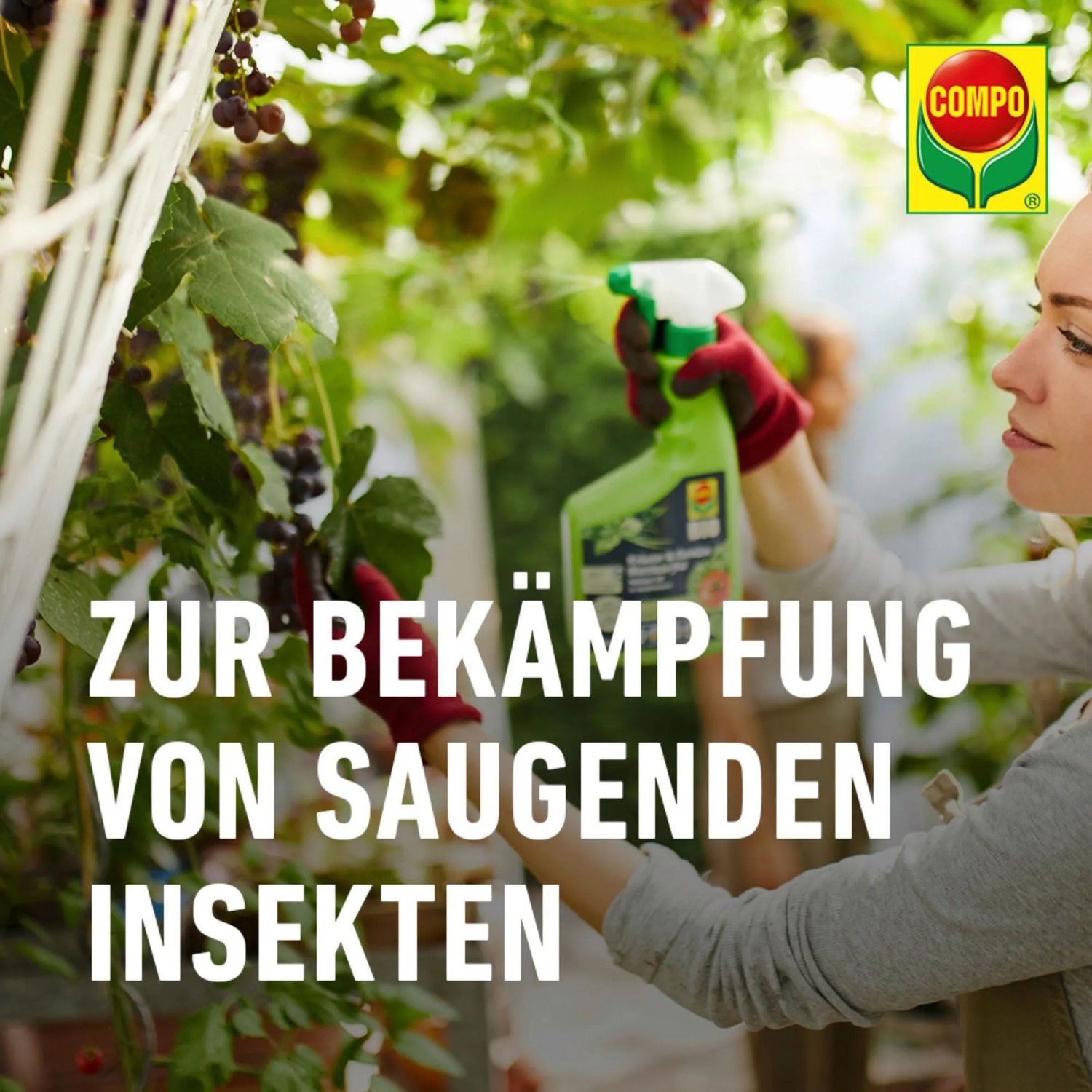 Frau sprüht Compo Nativert® Blattlaus-frei auf Kräuter/Gemüse. Schädlingsbekämpfung im Garten.