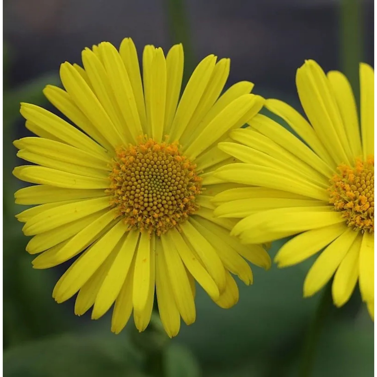 Gemswurz - Doronicum orientale