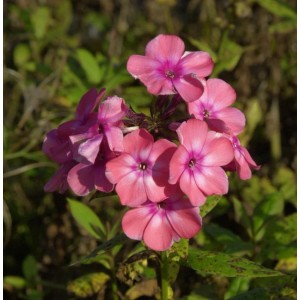 Nahaufnahme der rosa-violetten Blüte der Hohen Flammenblume 'Sweet Summer Dream'.