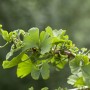 Nahaufnahme: Ginkgo Biloba Troll Zwerg-Ginkgo mit grünen Blättern.