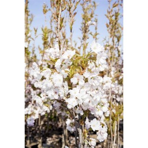 Japanische Säulenkirsche 'Amanogawa' mit üppigen, weißen Blüten im Frühling.