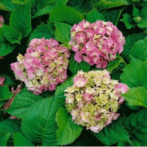 Buschige Bauernhortensie Hydrangea Macrophylla 'Deutschland' mit rosa Blüten und grünen Blättern.