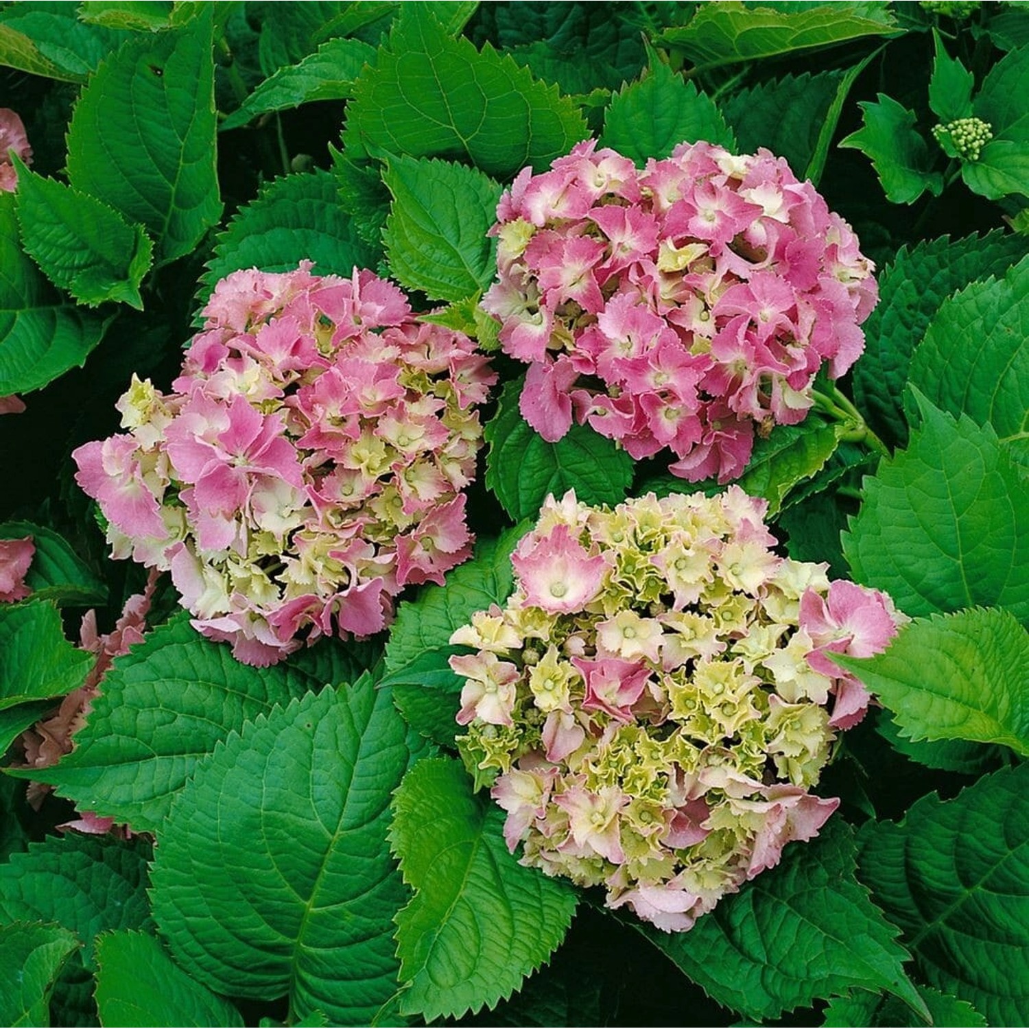 Hydrangea Macrophylla Bauernhortensie Deutschland 60-80 cm günstig online kaufen