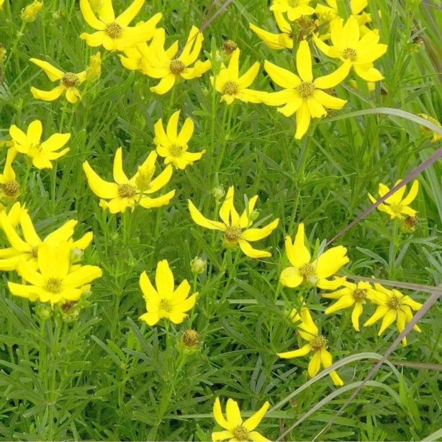 Palmlaub Mädchenauge - Coreopsis palmata