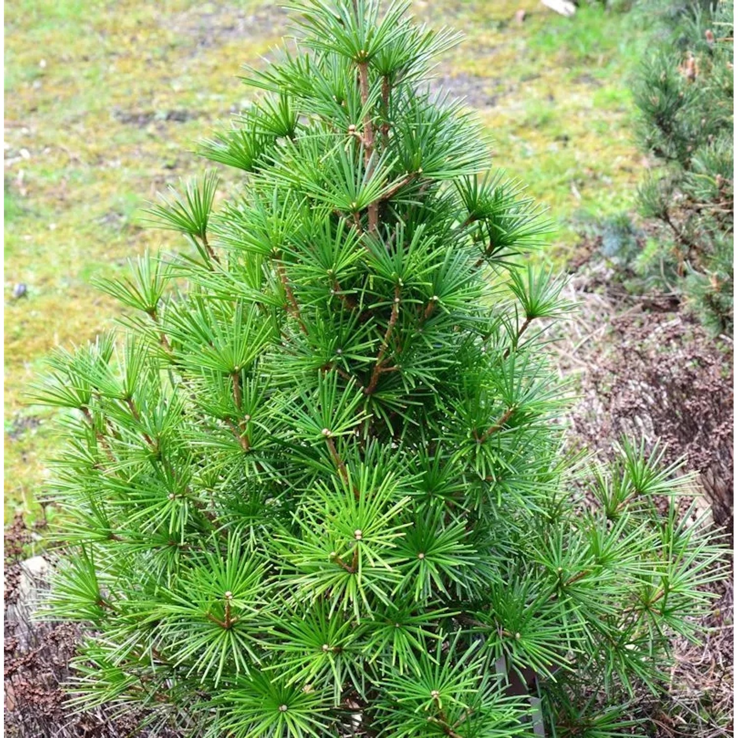 Japanische Schirmtanne Piccola 40-50cm - Sciadopitys verticillata
