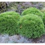 Kugeliger Bubikopf Lebensbaum Mr Bowling Ball, grüne Thuja occidentalis im Garten.