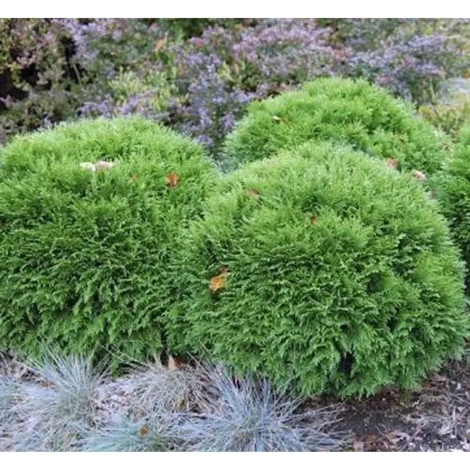 Kugeliger Bubikopf Lebensbaum Mr Bowling Ball, grüne Thuja occidentalis im Garten.