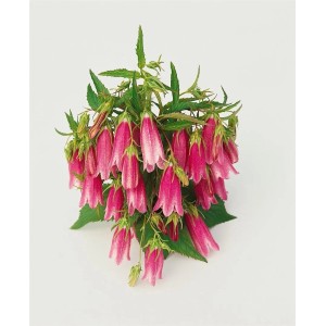 Gefleckte Glockenblume 'Elizabeth' im Topf, rosa Blüten. Staude für Beet und Kübel.