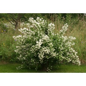 Üppig blühender Pfeifenstrauch Erectus mit vielen weißen Blüten im Garten. Duftjasmin als Topfpflanze, 40-60cm.