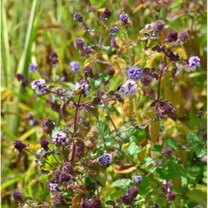 Wasserminze - Mentha aquatica