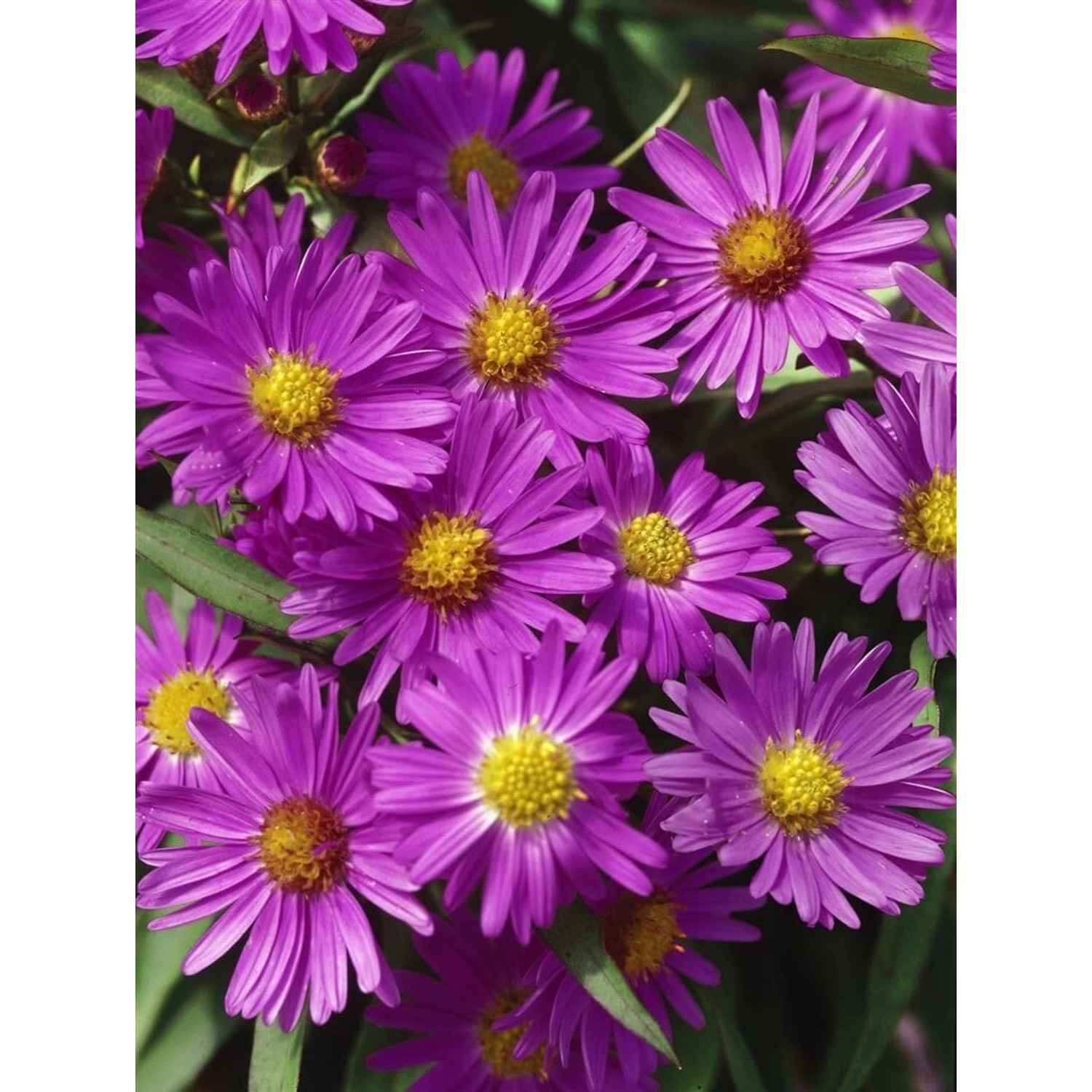 Aster Dumosus Herbstgruß V.bresserhof Kissenaster Ca. 9x9 cm Topf günstig online kaufen