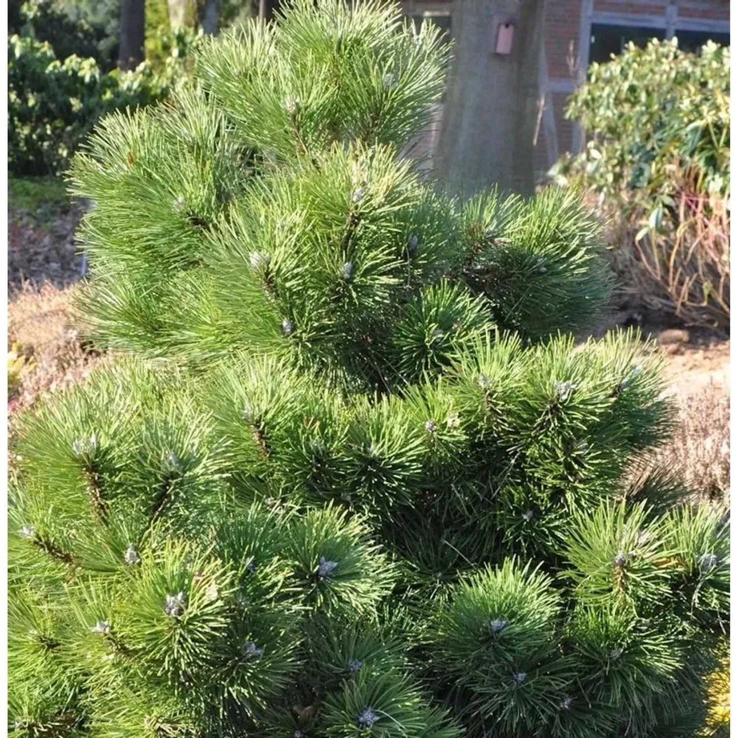 Gedrungene Zwerg Schwarzkiefer 50-60cm - Pinus nigra