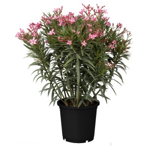 Blühender Oleander Busch im Topf, ca. 40-60 cm hoch, mit rosa Blüten.