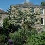 Crataegus monogyna (Weißdorn) Heckenpflanze, 60-100 cm hoch, mit weißen Blüten vor einem Haus.