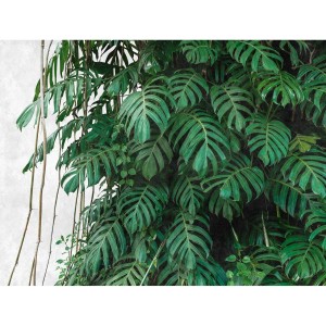 Moderne Vliestapete mit Monstera- und Palmenblättern in Grün und Weiß für tropisches Dschungel-Flair.