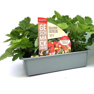 Balkonerdbeere Rosa im 6er-Pack in grauer Schale. Kompakte Erdbeerpflanze für Balkon und Terrasse.