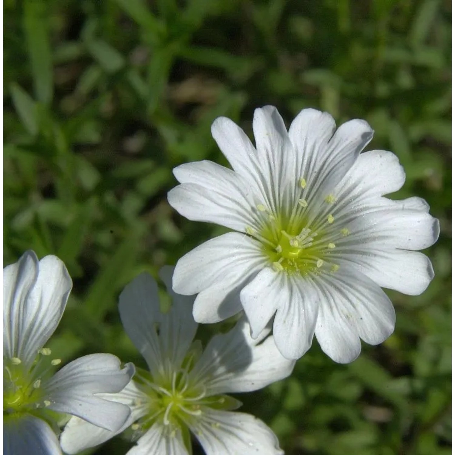 Kriechendes Schleierkraut - Gypsophila repens