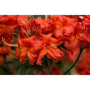 Leuchtend orangefarbener Rhododendron Balzac (30–40 cm) mit Blüten.