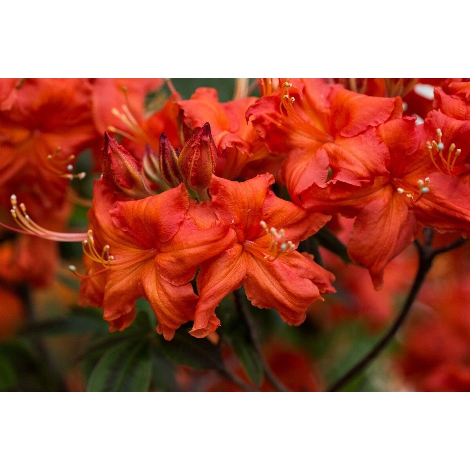 Rhododendron Luteum Balzac Gelb 30–40 cm günstig online kaufen