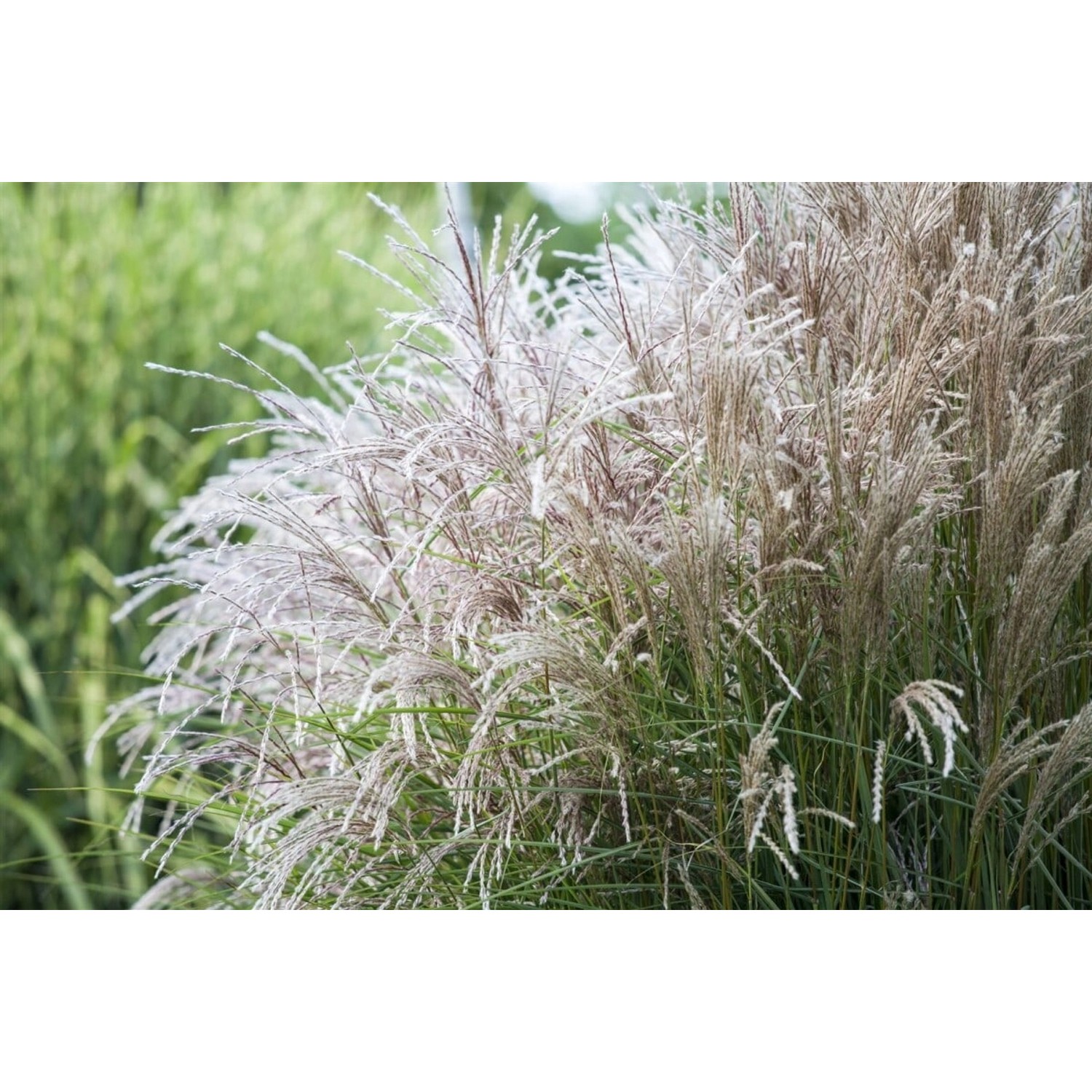 Miscanthus Sinensis Große Silberblüte Chinaschilf 3-5 Liter Container günstig online kaufen
