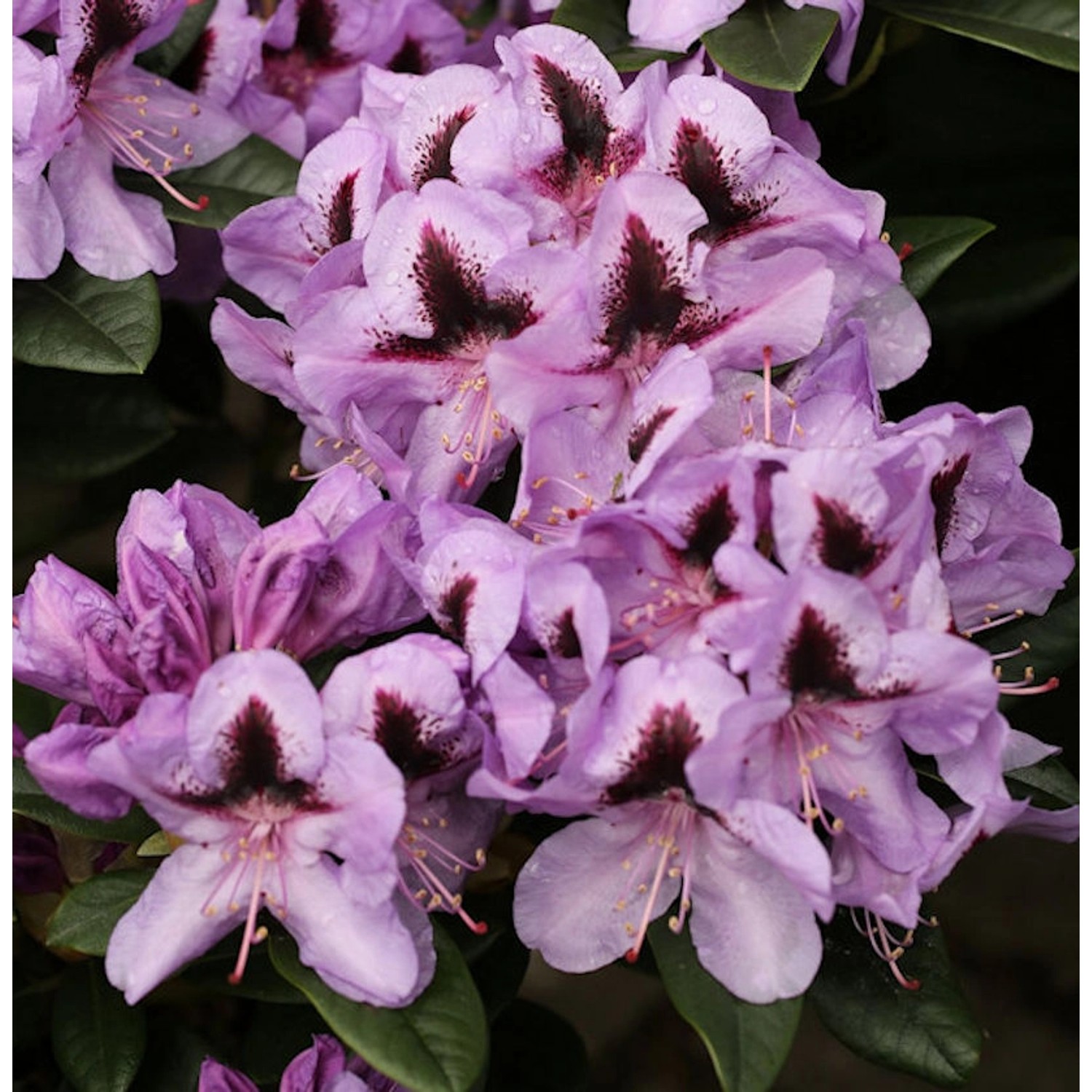 INKARHO - Großblumige Rhododendron Christiane Herzog 30-40cm - Alpenrose günstig online kaufen