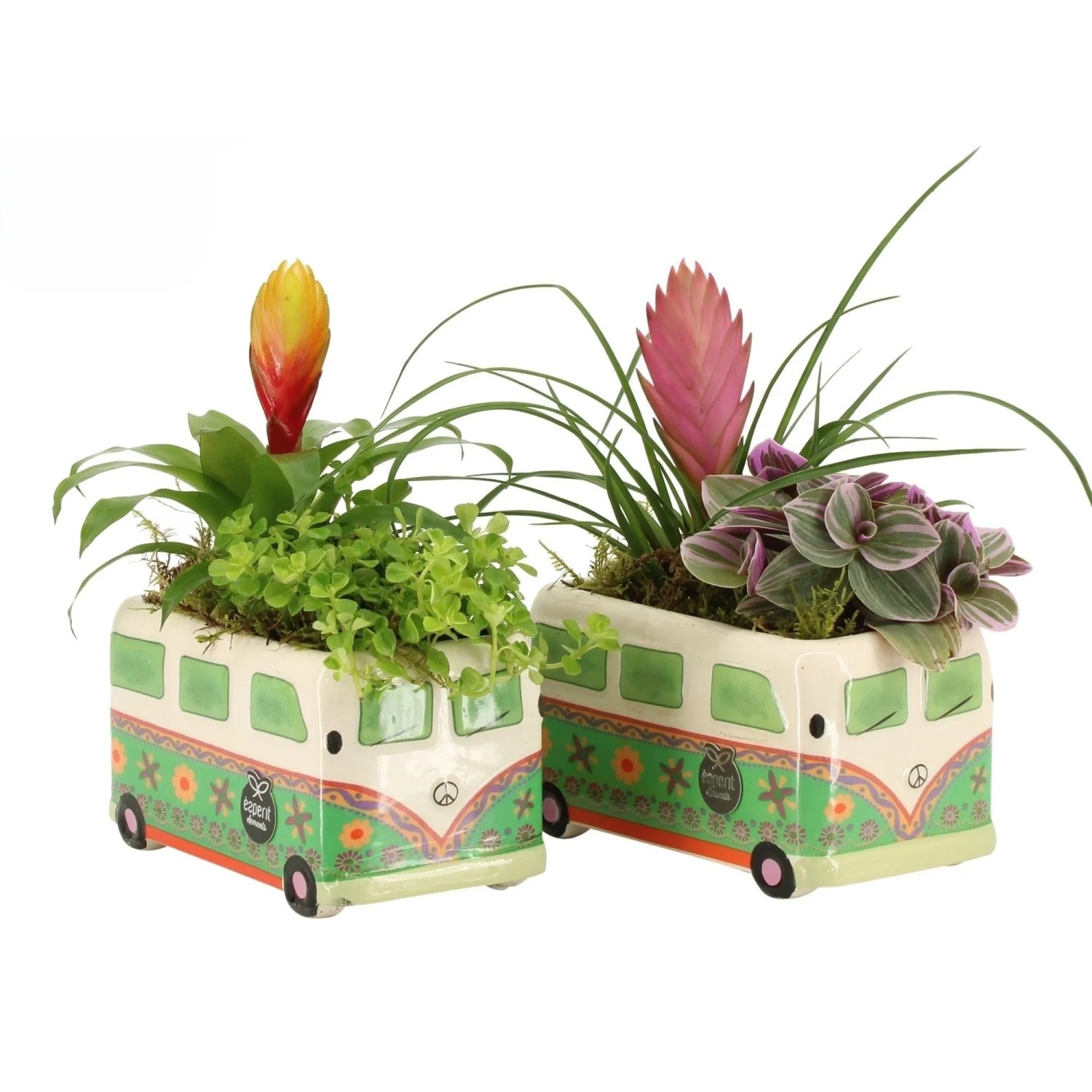 Zimmerpflanzen-Arrangement im Keramikbus Topf-Ø ca. 15 cm