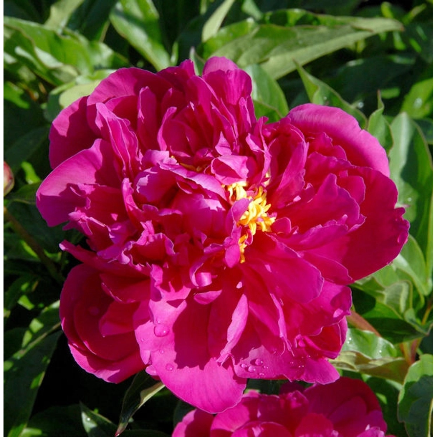 Edelpfingstrose Bunker Hill - Paeonia lactiflora günstig online kaufen