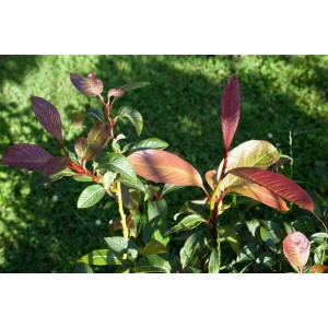 Salix Moupinensis Hausbaum mit rötlichen Blättern und grünen Blättern im Garten.